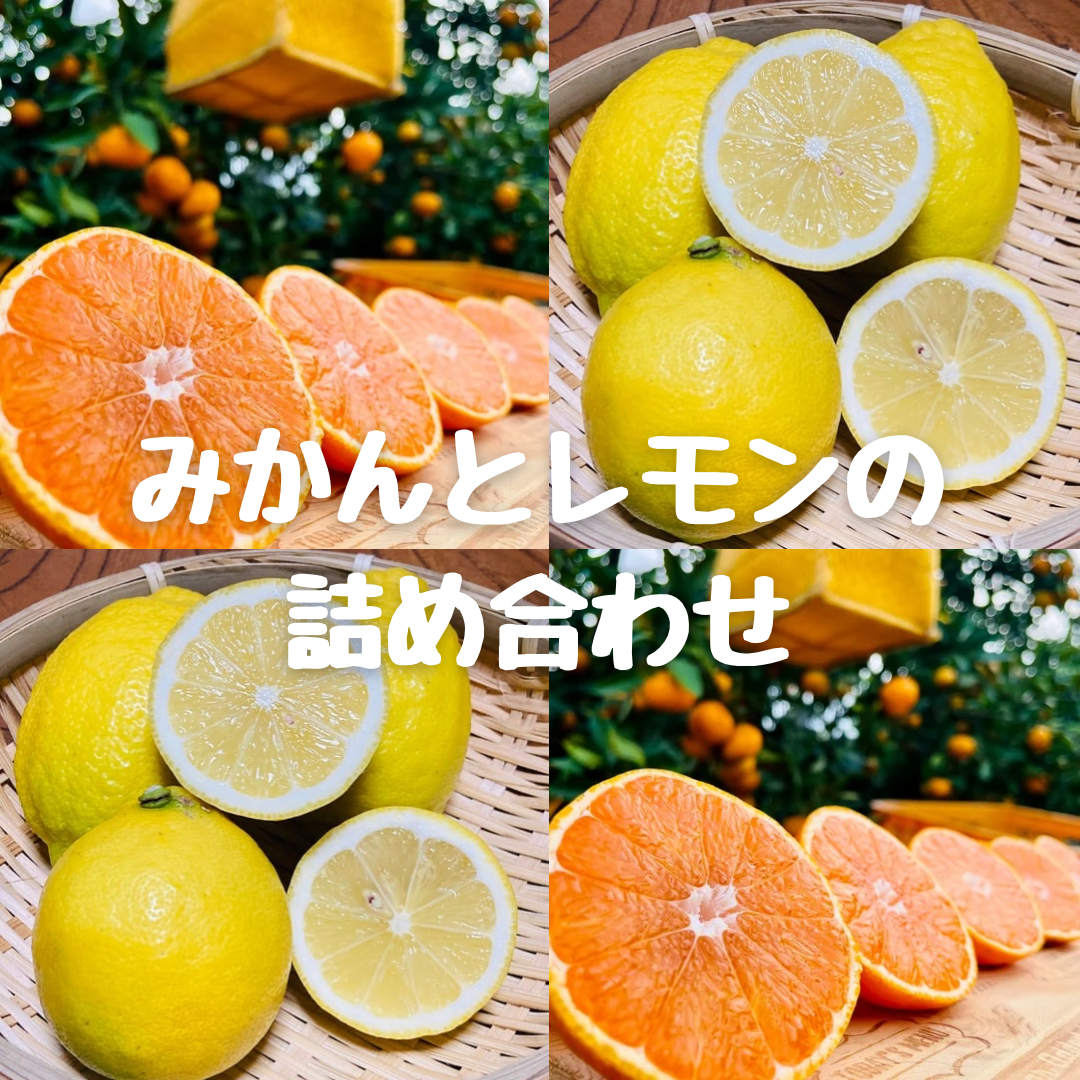 コレクション - みかんのみっちゃん農園 コレクション - みかんのみっちゃん農園