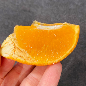 セミノールオレンジ 3キロ
