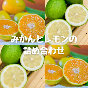 みかんとレモンの詰め合わせ（みかん多め）