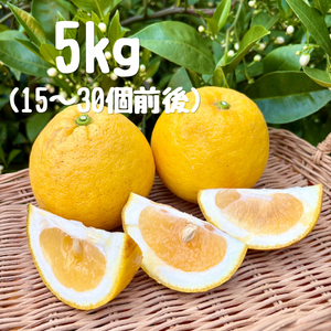河内晩柑 5キロ
