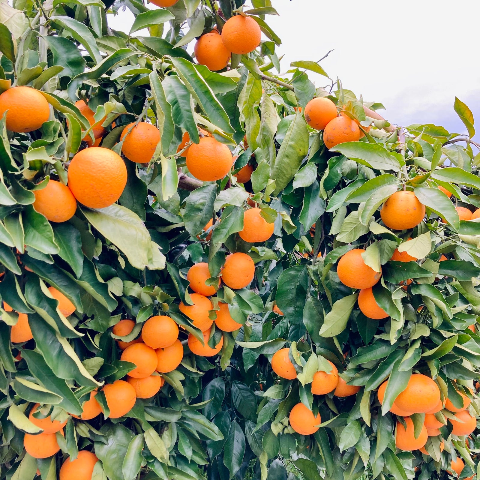 清見オレンジ 3キロ