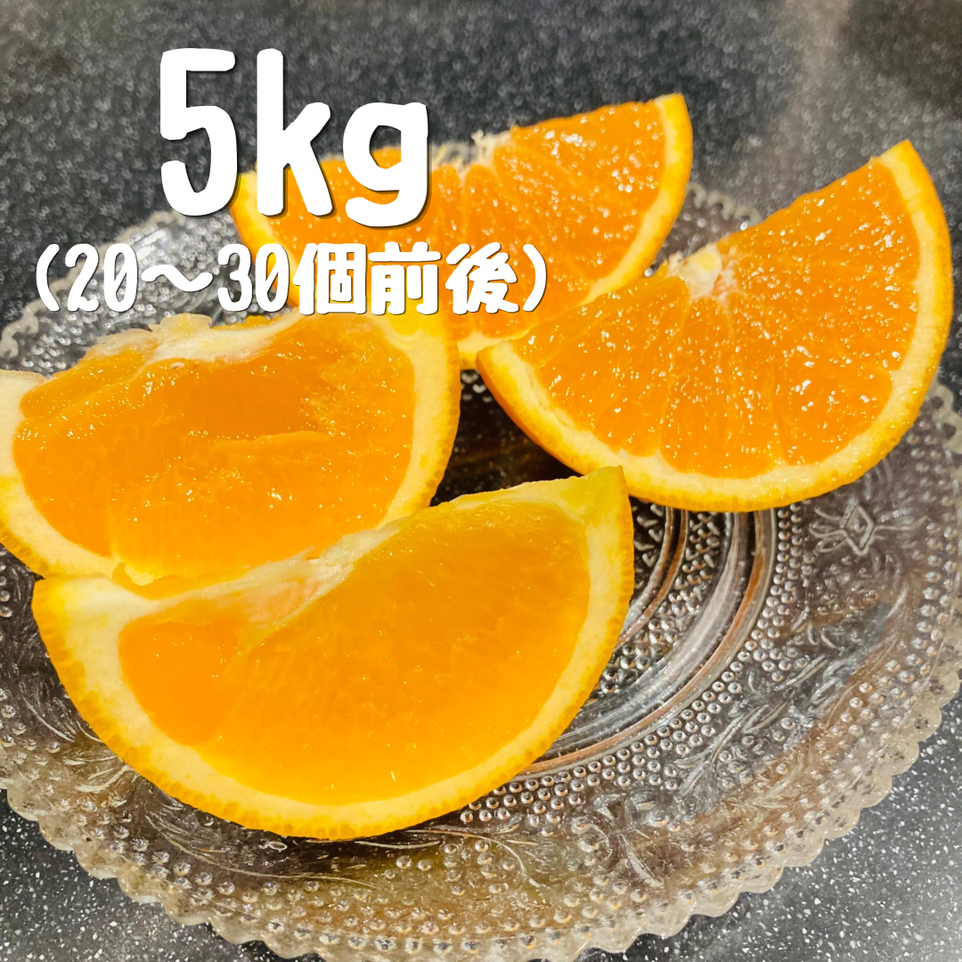 清見オレンジ 5キロ