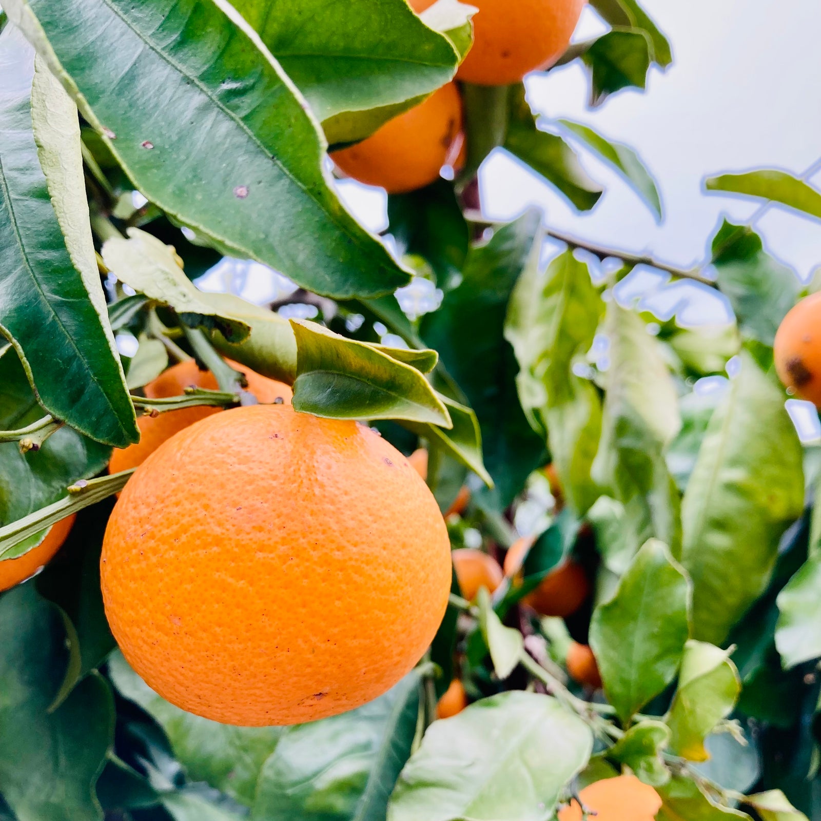 清見オレンジ 10キロ