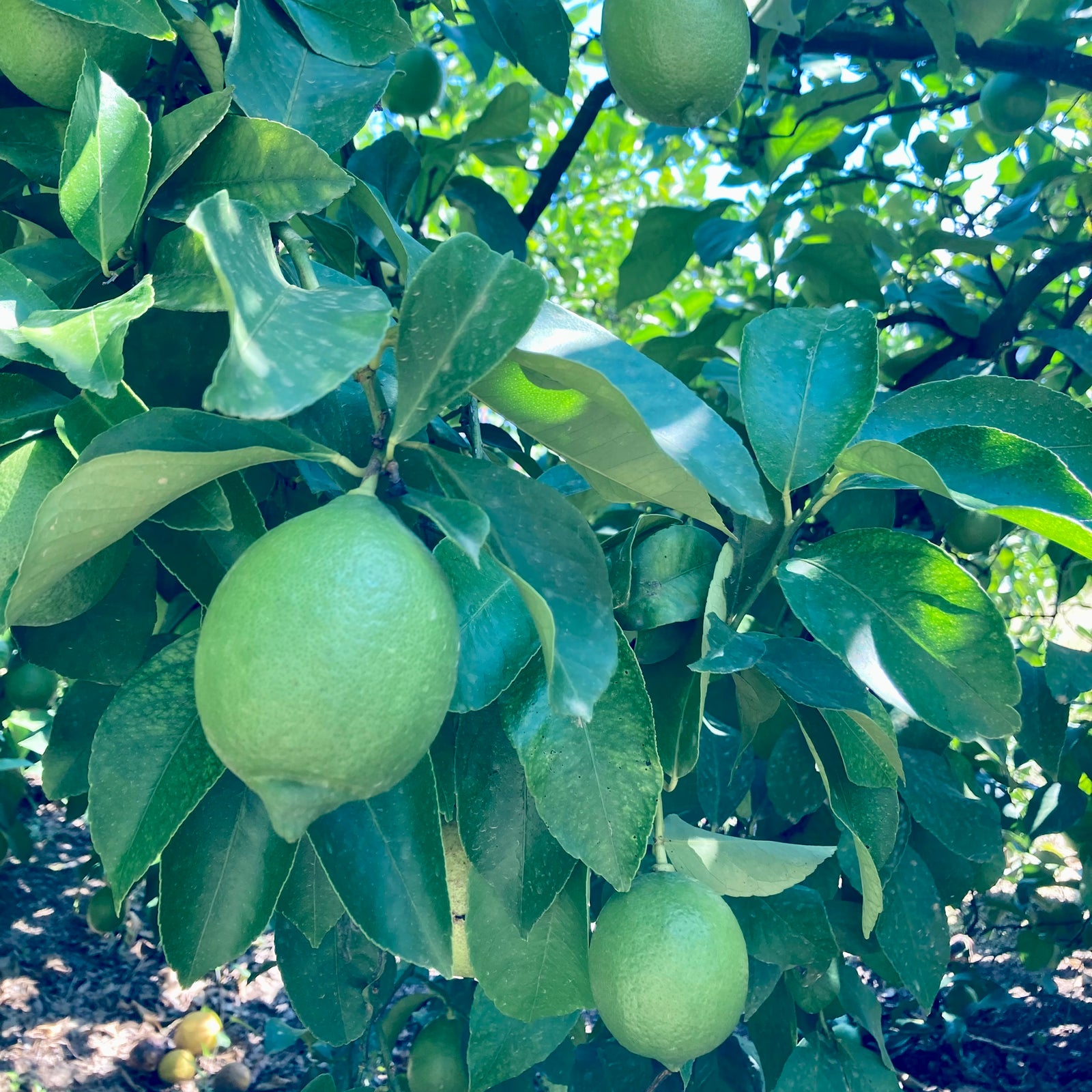 グリーンレモン 3キロ