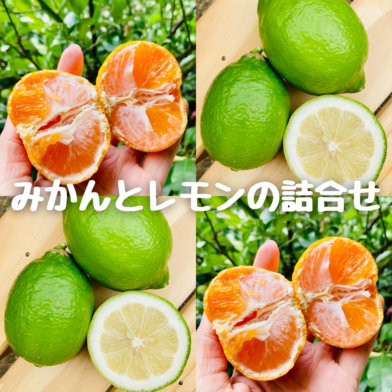 全ての商品 - みかんのみっちゃん農園