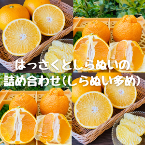 はっさくと不知火(しらぬい)の詰め合わせ（不知火多め）