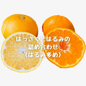 はっさくとはるみの詰め合わせ（はっさく多め）