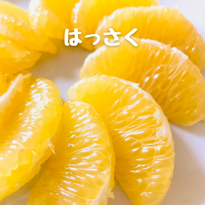 はっさくと不知火(しらぬい)の詰め合わせ（はっさく多め）