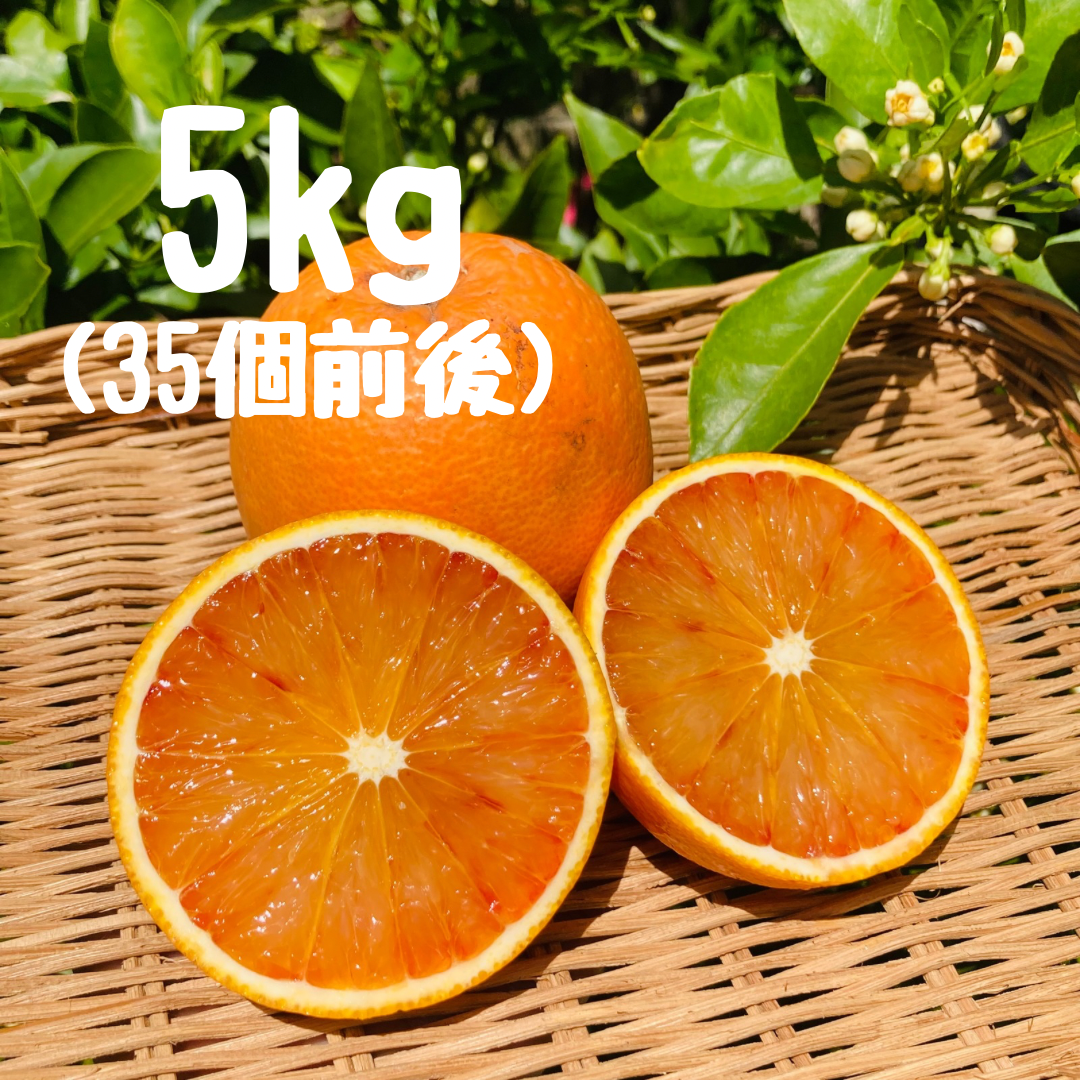 ブラッドオレンジ 5キロ