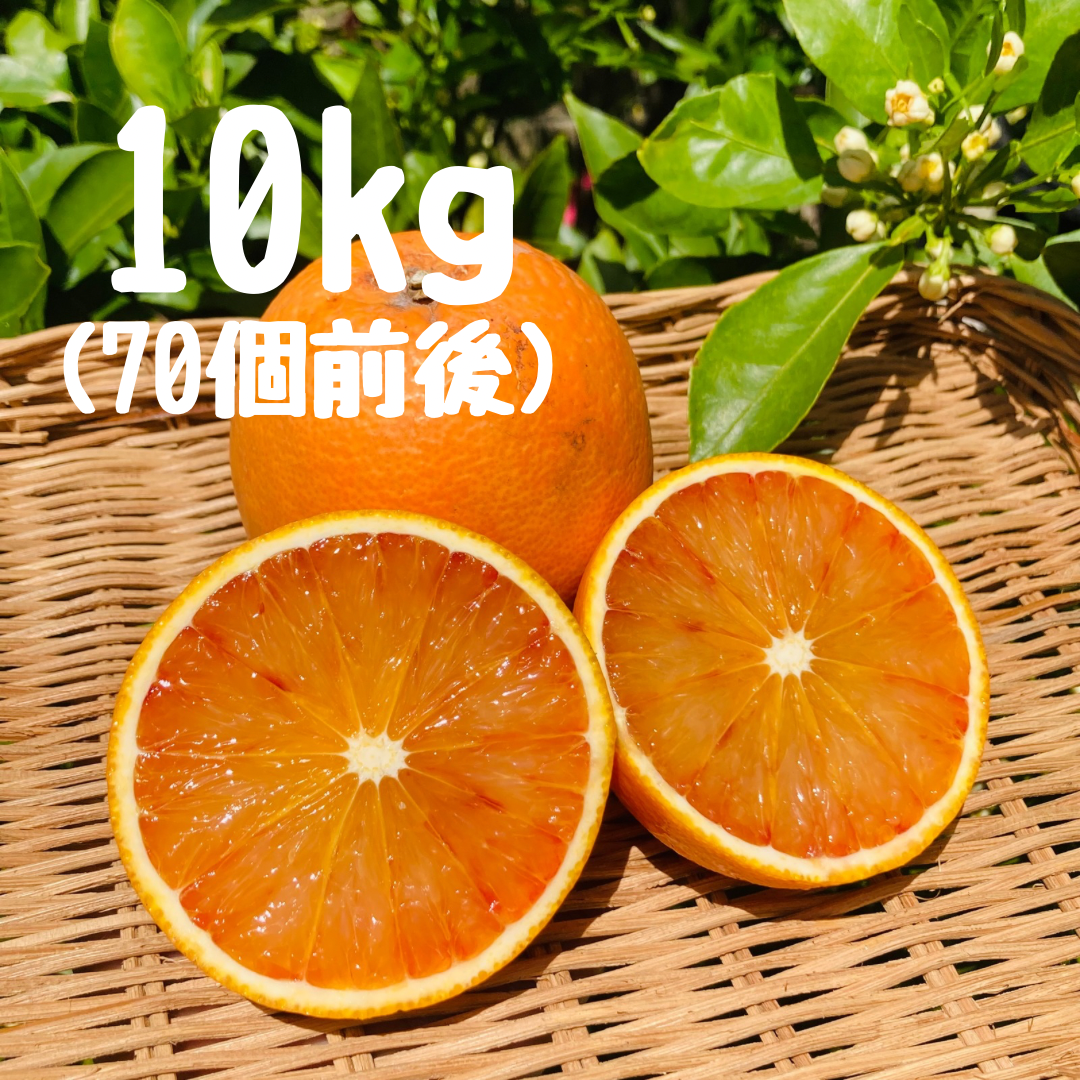 ブラッドオレンジ 10キロ