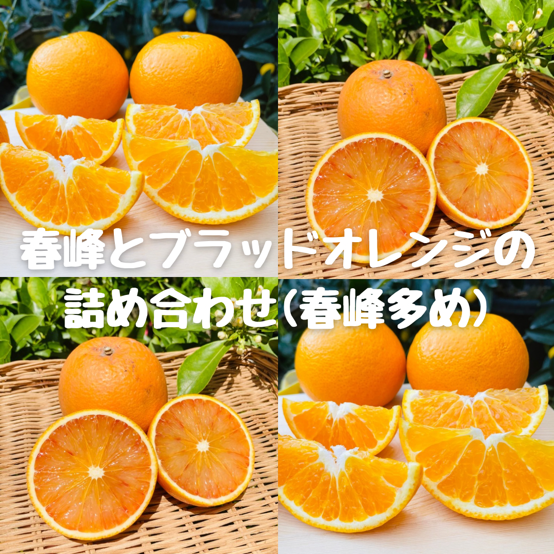 春峰とブラッドオレンジの詰め合わせ（春峰多め）