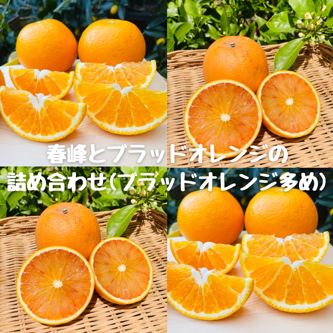 ブラッドオレンジと春峰の詰め合わせ（ブラッドオレンジ多め）