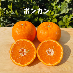 はるみとポンカンの詰め合わせ(はるみ多め)