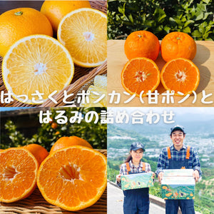 2月　3種の柑橘詰め合わせ