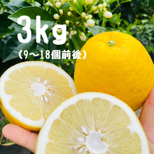 河内晩柑 3キロ