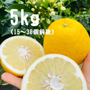 河内晩柑 5キロ