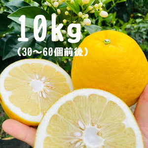 河内晩柑 10キロ
