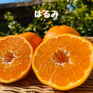 はるみとポンカンの詰め合わせ(はるみ多め)