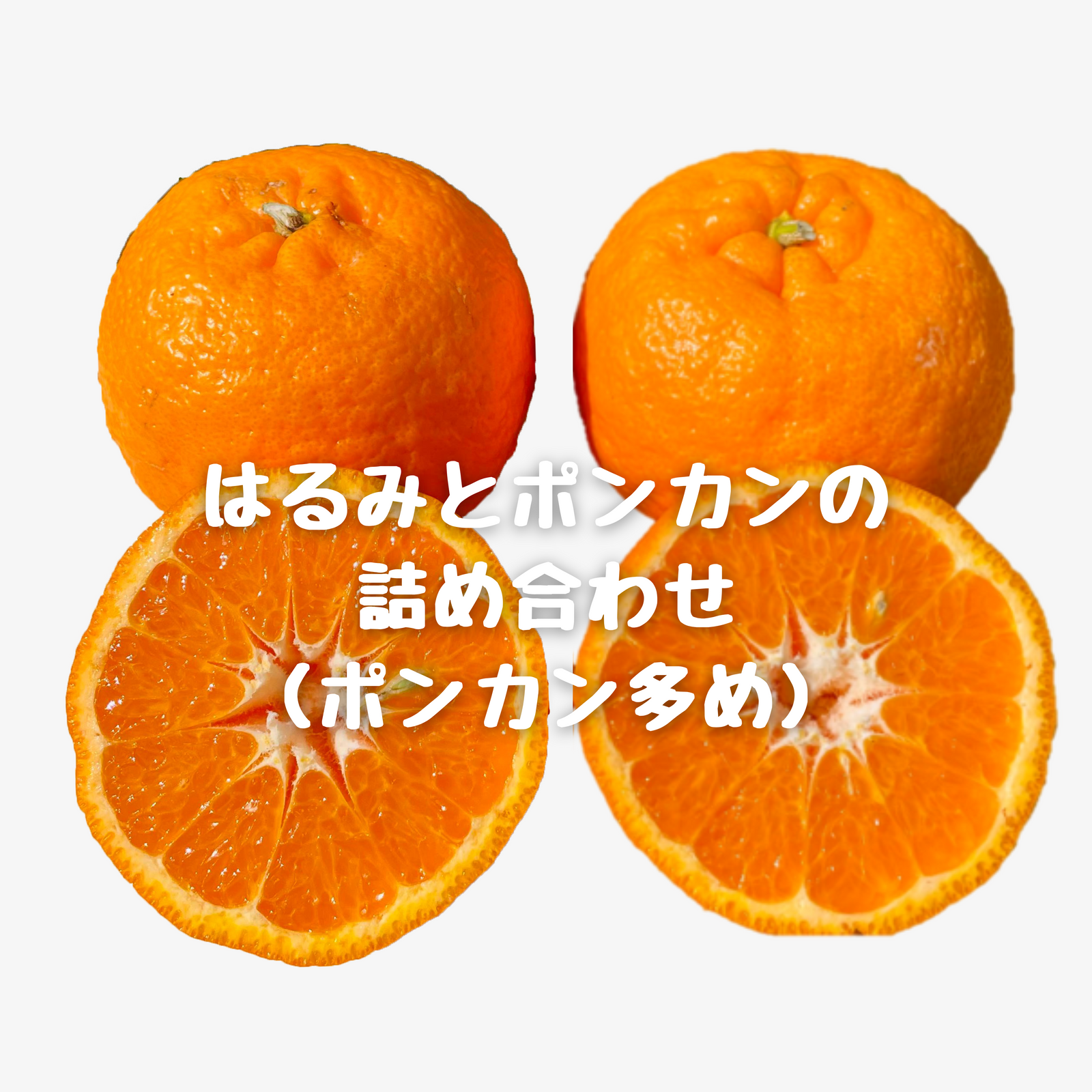 はるみとポンカンの詰め合わ(ポンカン多め)