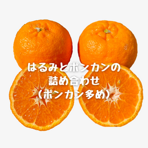 はるみとポンカンの詰め合わ(ポンカン多め)