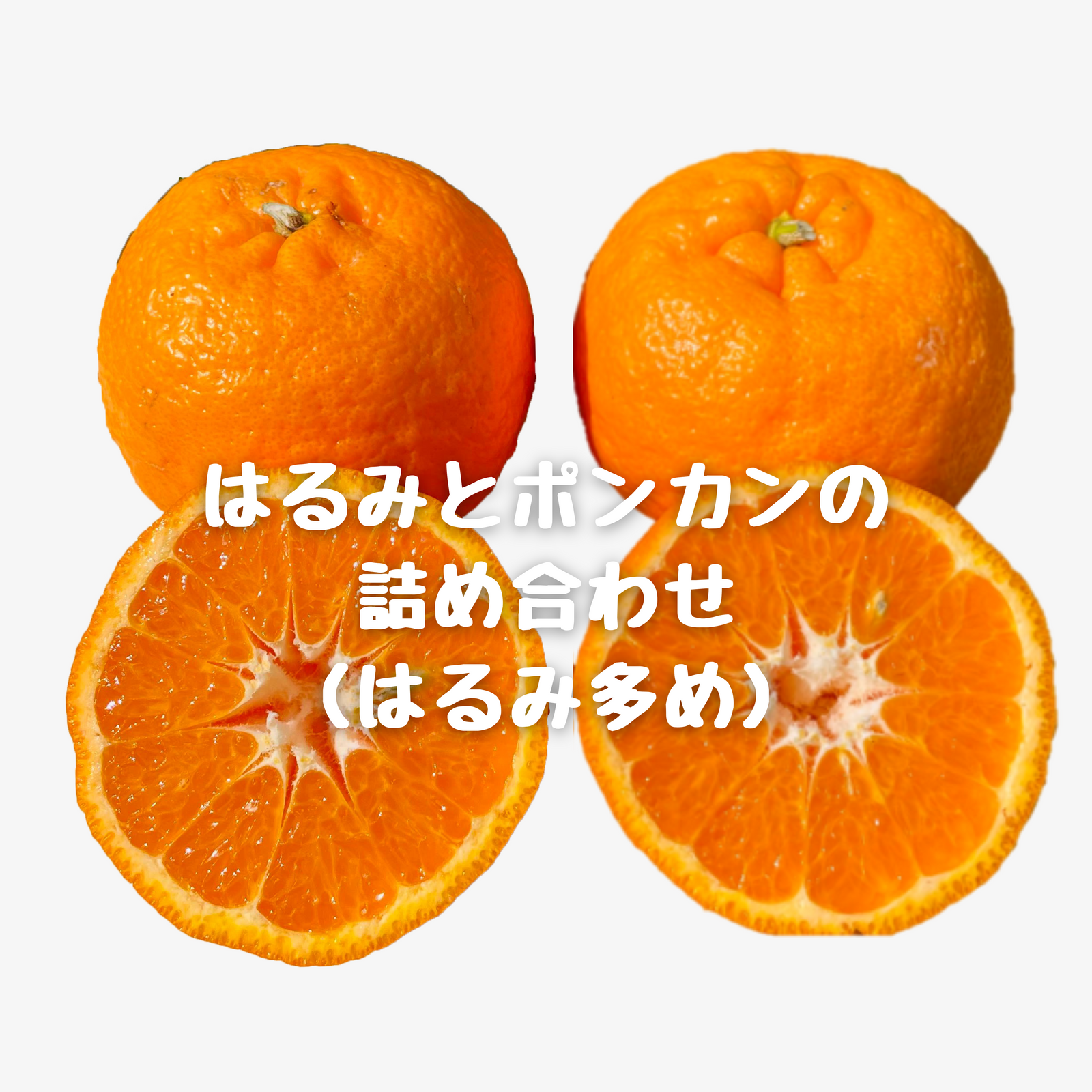 はるみとポンカンの詰め合わせ(はるみ多め)