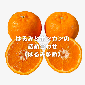 はるみとポンカンの詰め合わせ(はるみ多め)