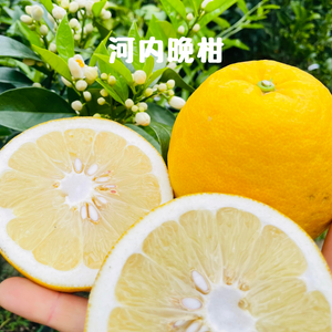 河内晩柑と甘夏の詰め合わせ(甘夏多め)