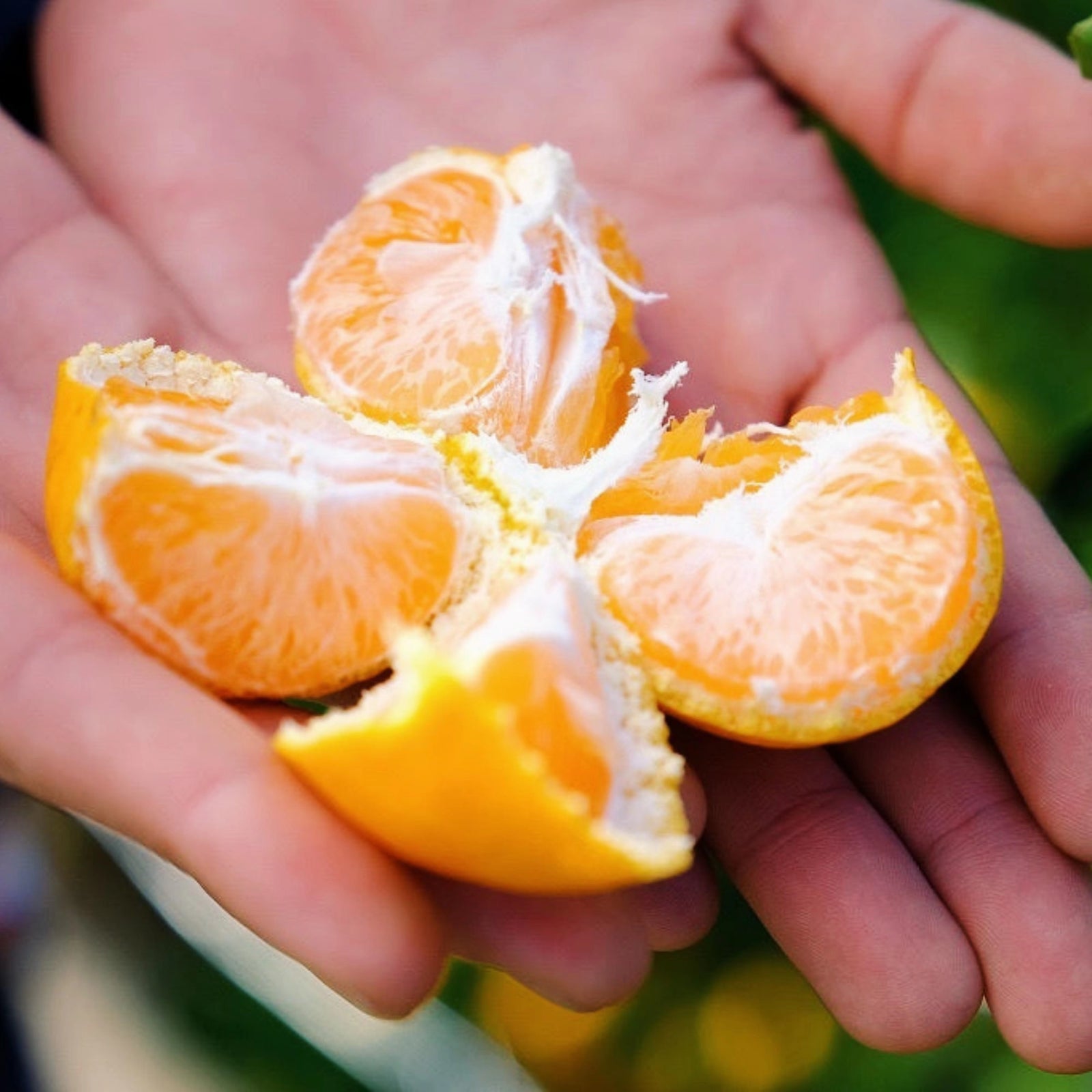 早生みかん 6キロ