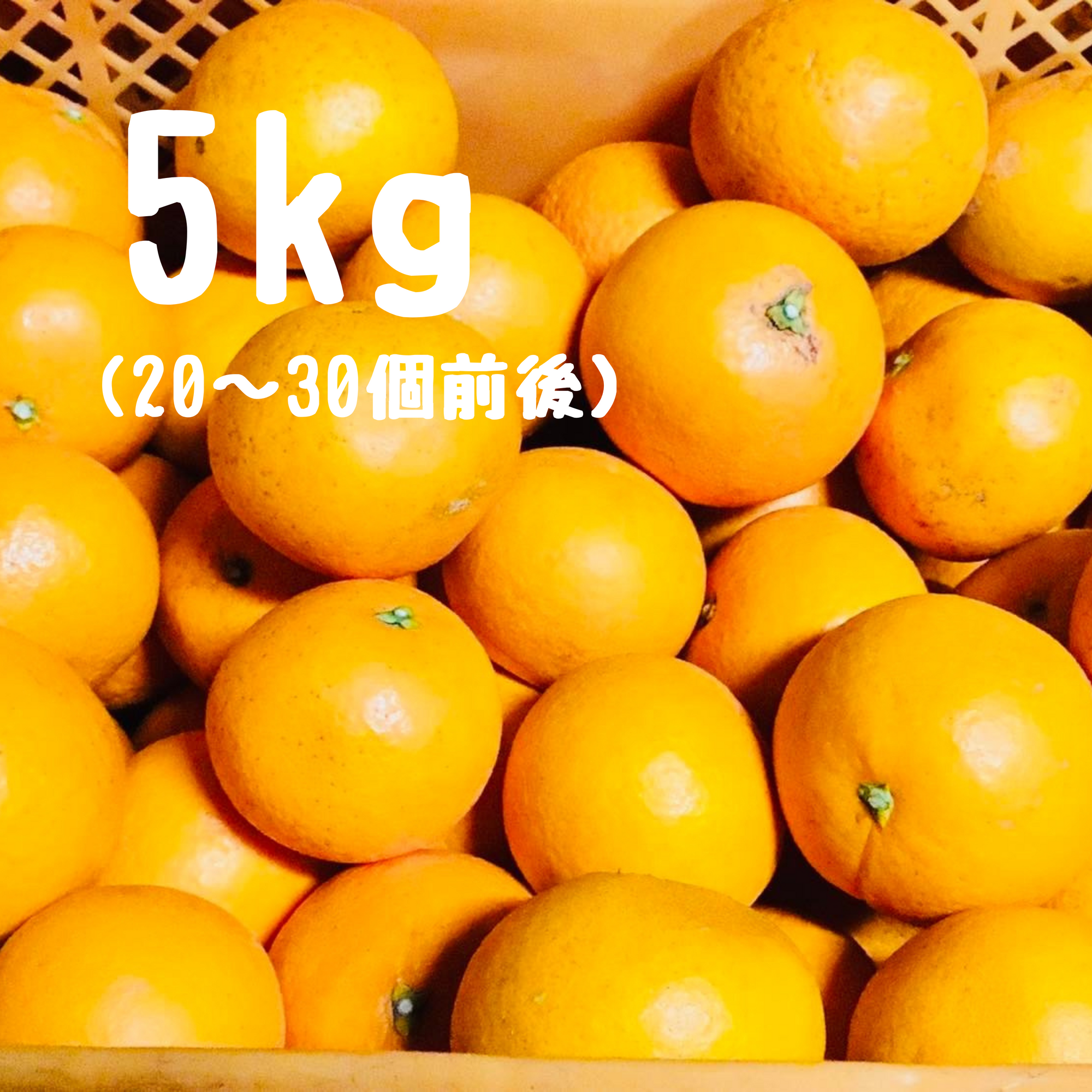清見オレンジ 5キロ