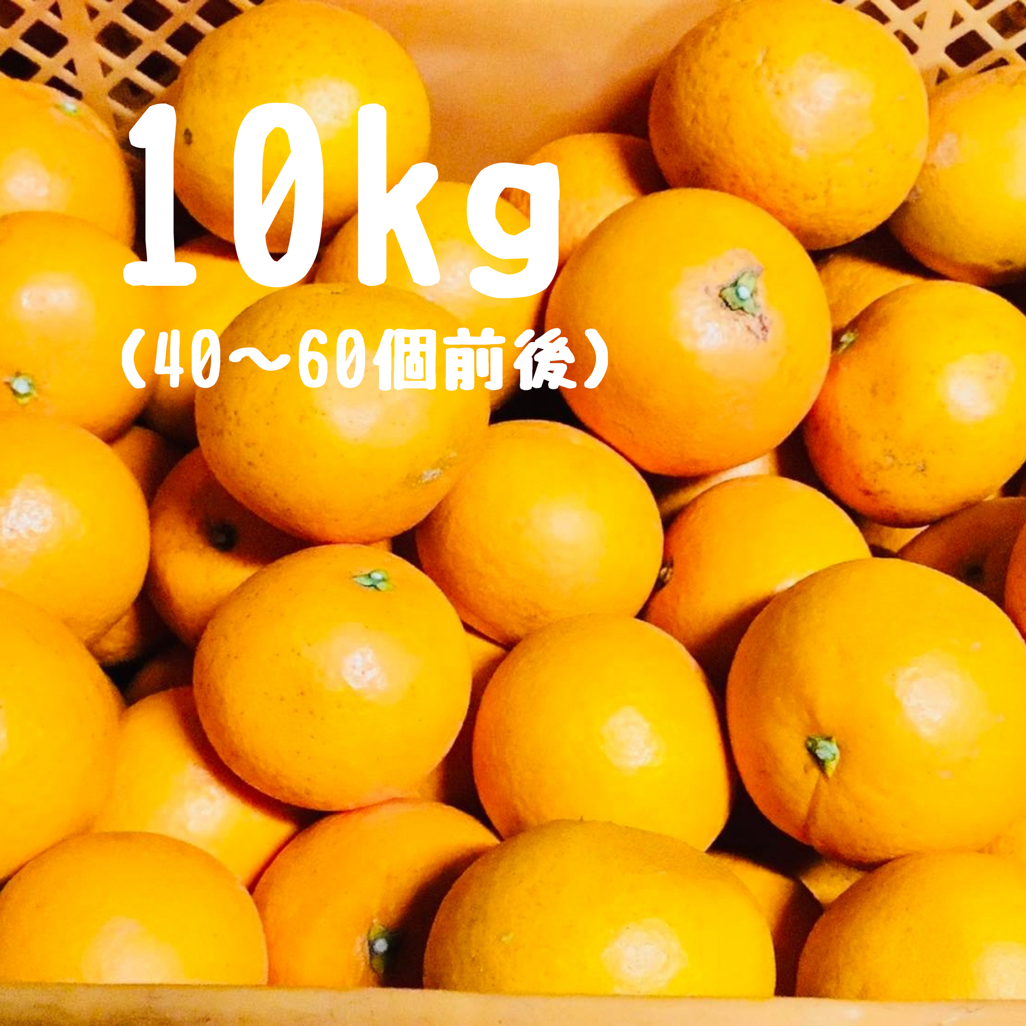 清見オレンジ 10キロ