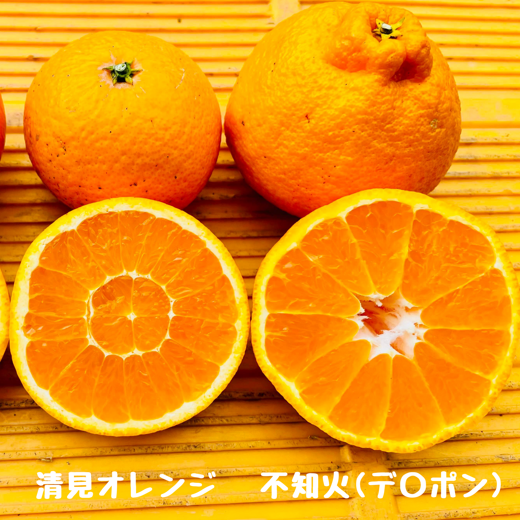 清見オレンジ 5キロ