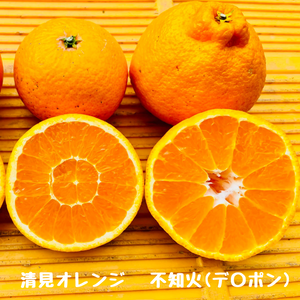 不知火（デ〇ポン） 3キロ