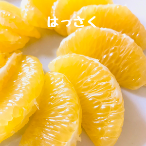 はっさくとはるみの詰め合わせ（はるみ多め）