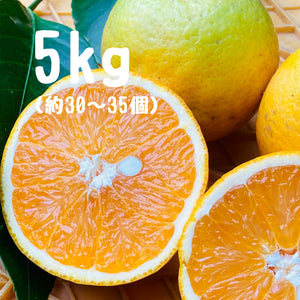 バレンシアオレンジ 5キロ