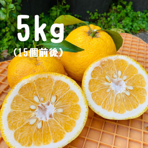 甘夏 5キロ