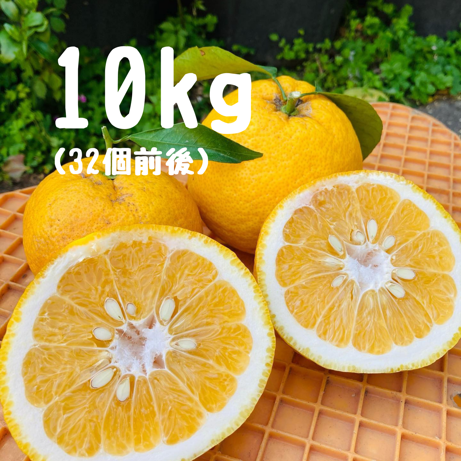 全ての商品 - みかんのみっちゃん農園