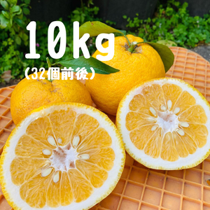 甘夏 10キロ