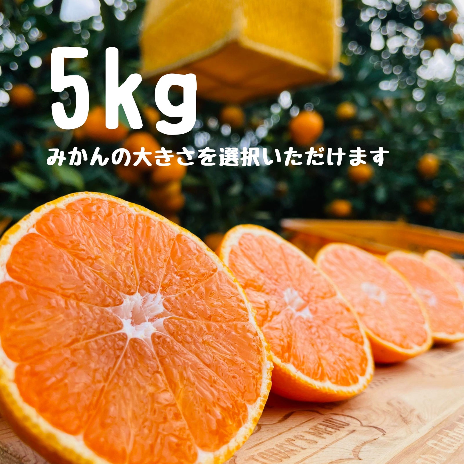 早生みかん 5キロ