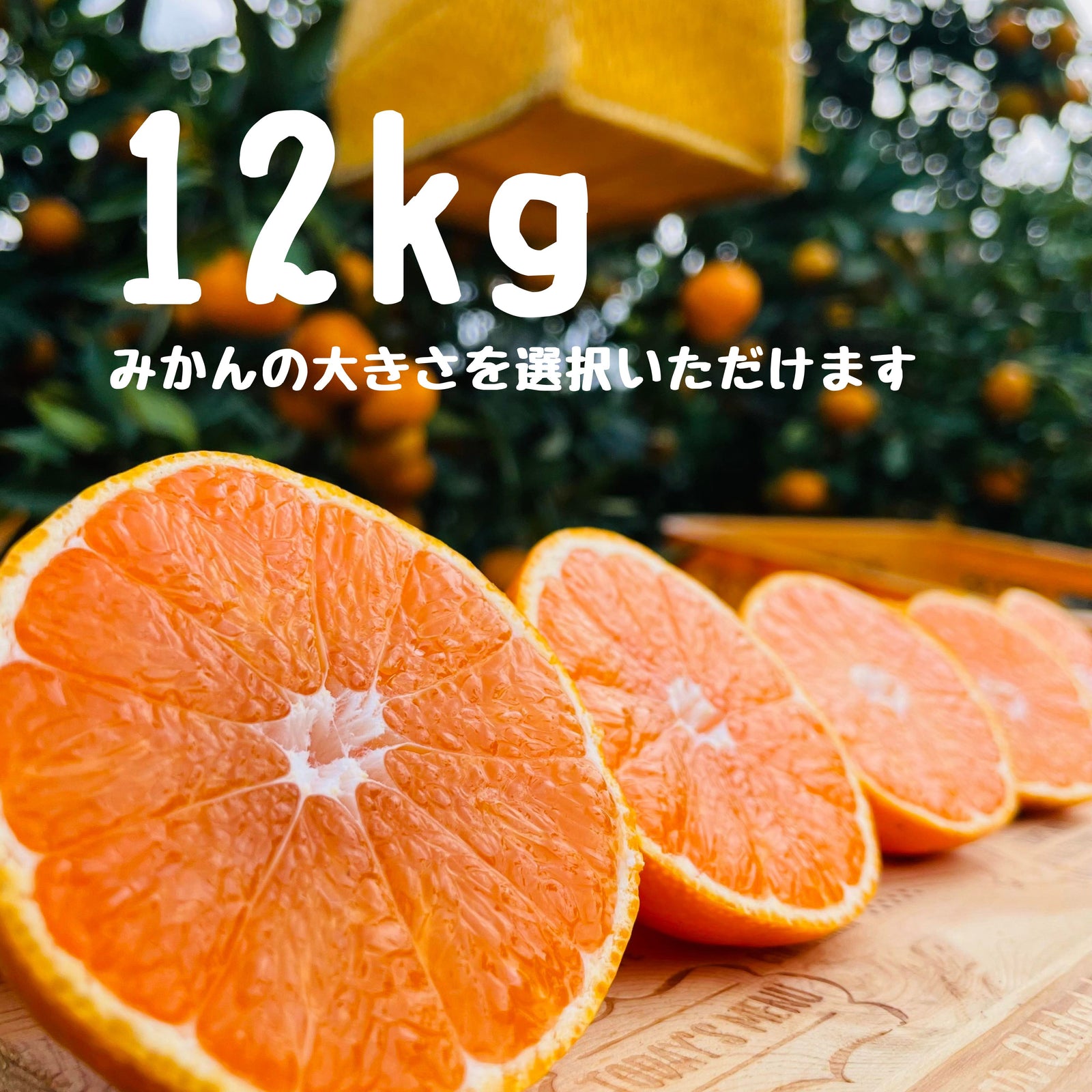 早生みかん 12キロ