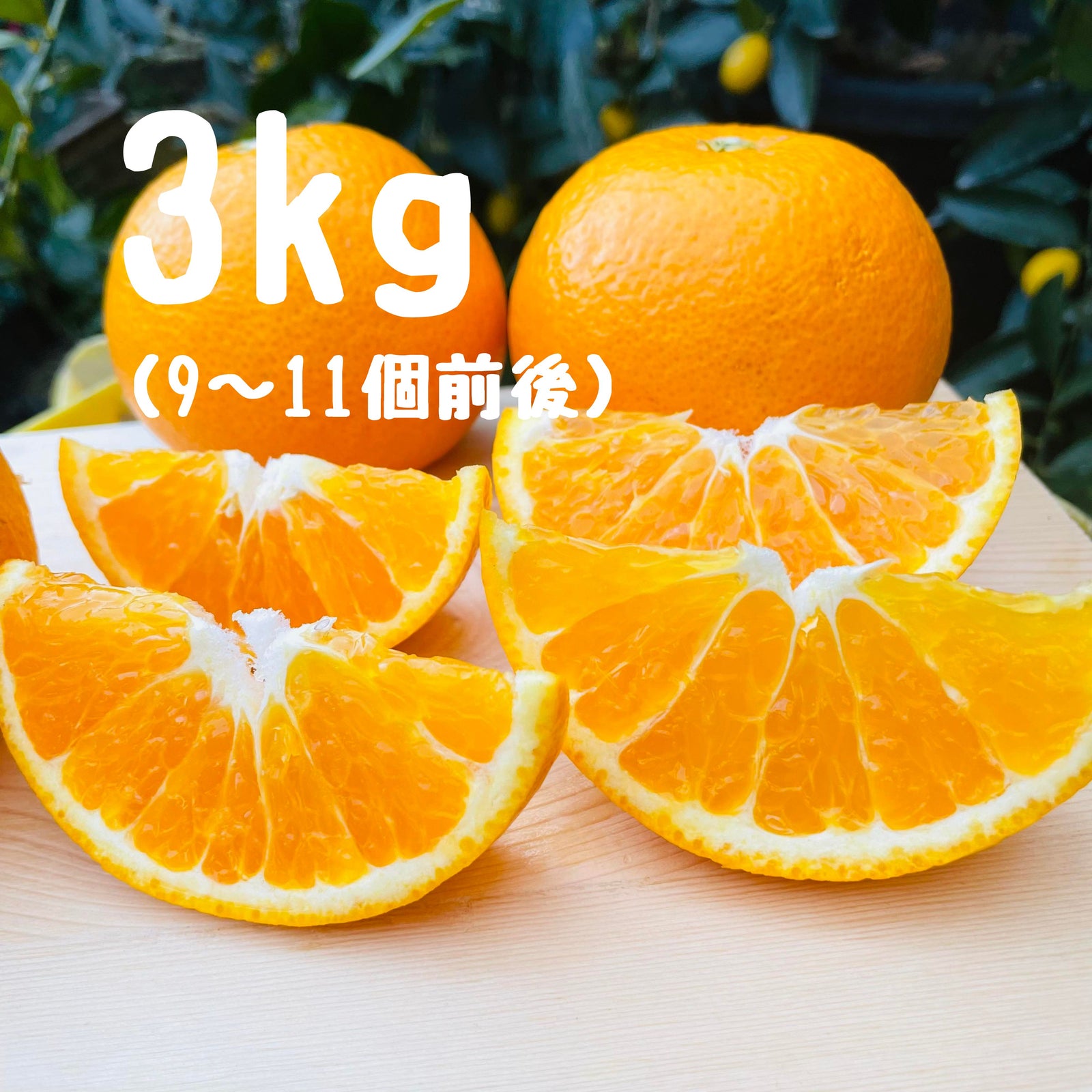 春峰（しゅんぽう） 3キロ