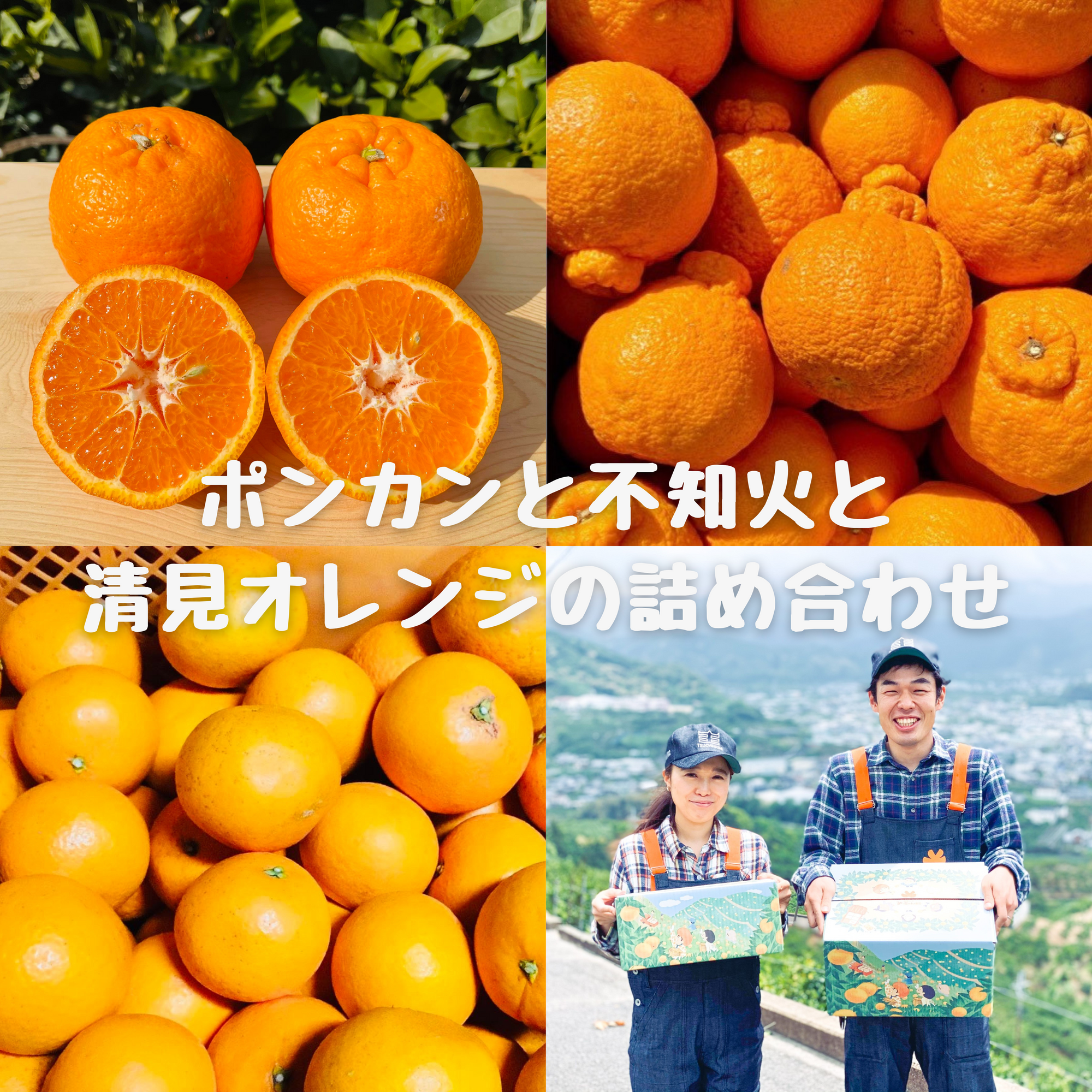 3月　3種の柑橘詰め合わせ