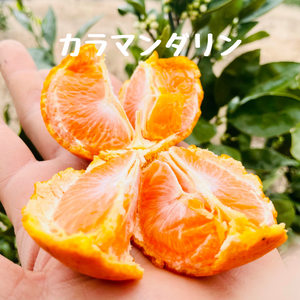 4月　3種の柑橘詰め合わせ