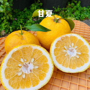 河内晩柑と甘夏の詰め合わせ(河内晩柑多め)