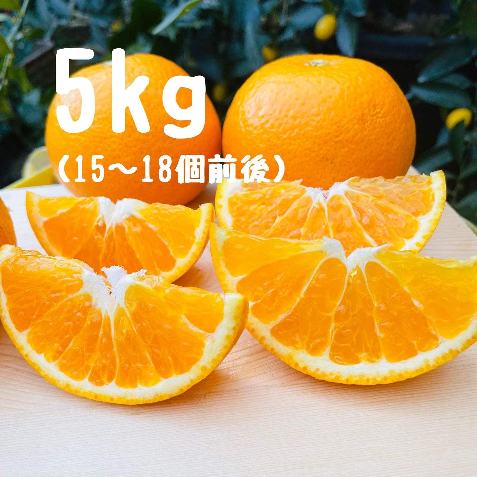 春峰（しゅんぽう） 5キロ