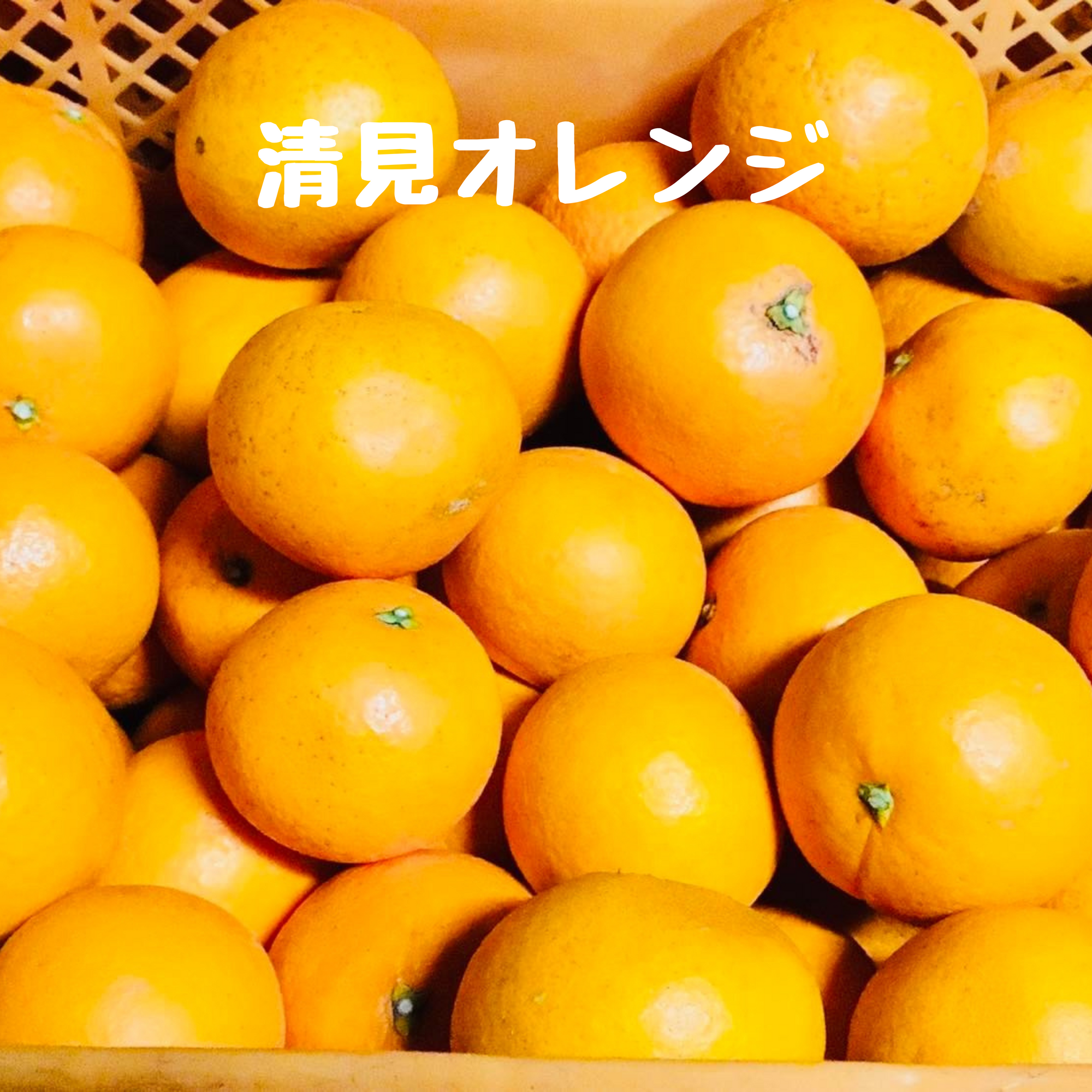 清見オレンジとポンカン(甘ポン)の詰め合わせ(清見オレンジ多め)