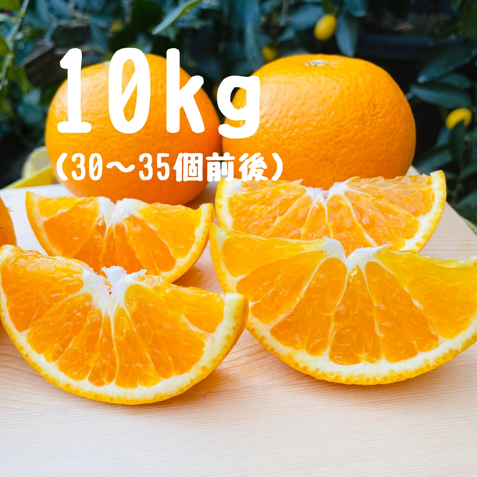 春峰（しゅんぽう） 10キロ