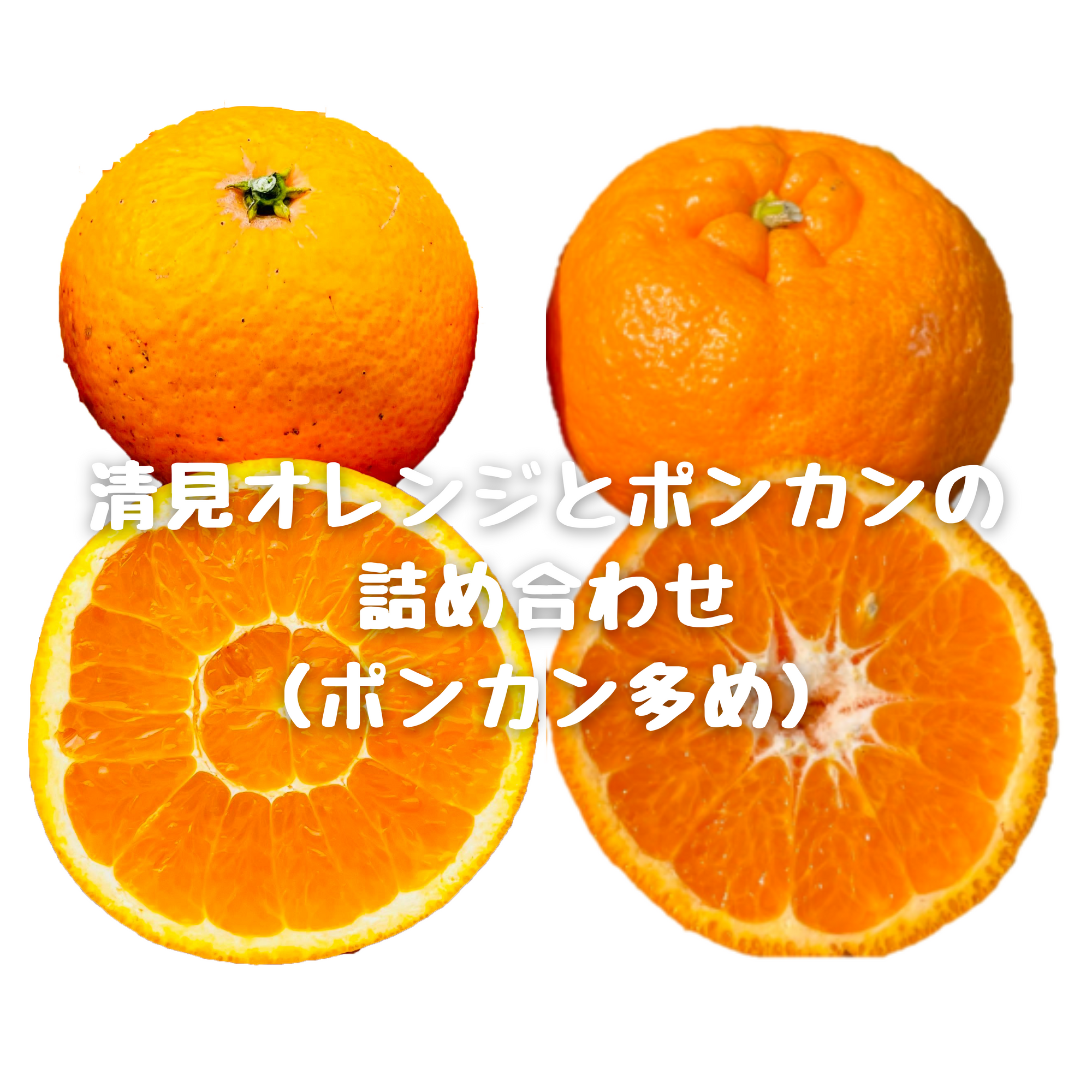 清見オレンジとポンカン(甘ポン)の詰め合わせ(ポンカン多め)